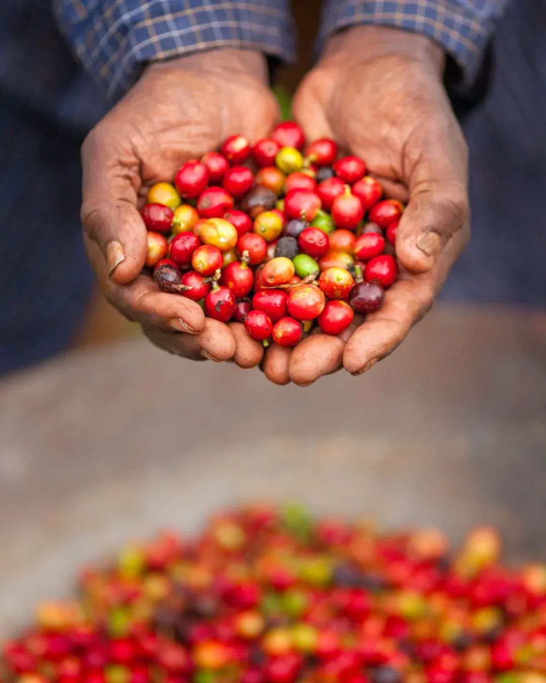 Paolo Griffa Jamaica Blue Mountain Sir John's Peak caffè grani